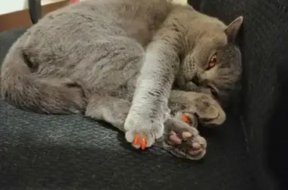 Кошки потеряшки, Москва, фото: Потеряшка британская кошка Дарси, Алма-Атинская ул. 4, кв.81