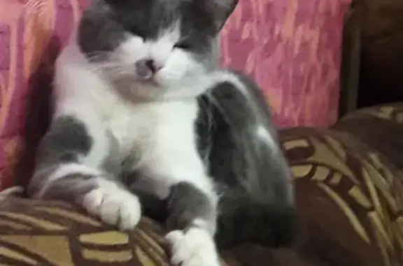 Пропала кошка Белла в Чите, Россия