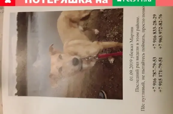 Собаки потеряшки, Москва, фото: Потеряшка собака в Москве, ищем в районе метро Шипиловская