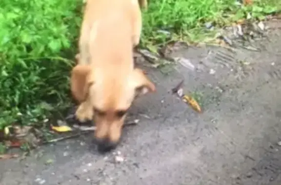 Собаки потеряшки, Нижний Новгород, фото: Потеряшка собака в Нижнем Новгороде, помесь таксы, звоните 89200062117
