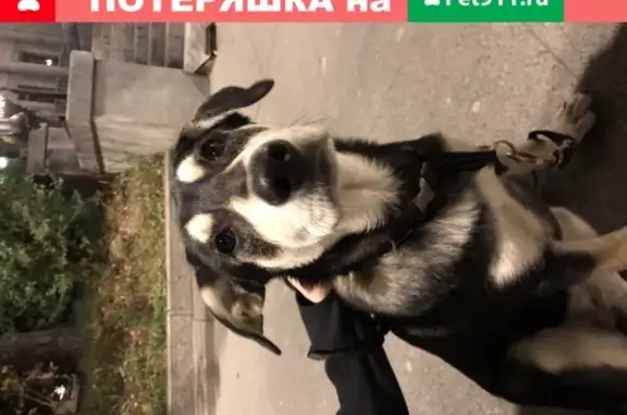 Собака найдена на улице Волхонка в Москве