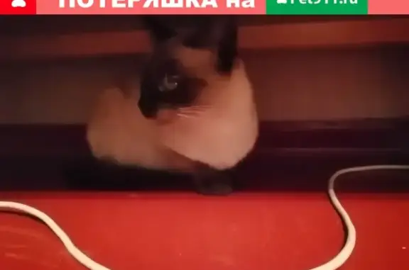 Найдена сиамская кошка в Белгороде