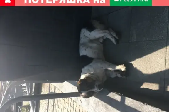 Собака найдена у подъезда на Донском переулке в Хабаровске