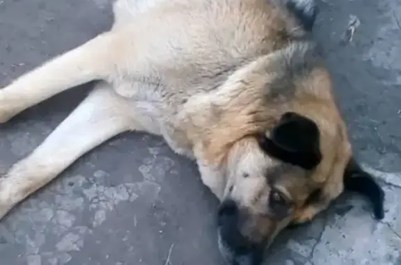 Пропала собака Мишель в Черногорске