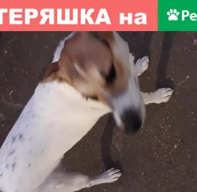 Собака без ошейника найдена у платформы Радуга