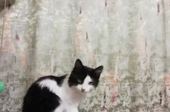 Найдена кошка на набережной, Новороссийск