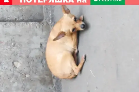 Найдена собака, Москва, фото: Найдена собака на Щёлковском шоссе, 5с1