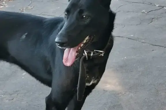 Ухоженная собака приблудилась в Нижнем Новгороде