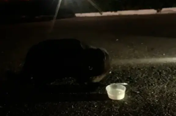 Найден черный котенок на ул. Калинина, Советский рн