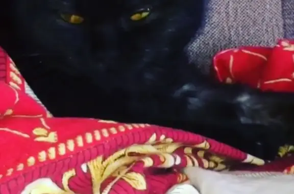 Пропала кошка Чери в районе Тесовой, Нижегородская область, Бор