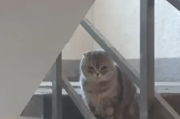 Найдена потерянная кошка в Перми, ищем хозяев!