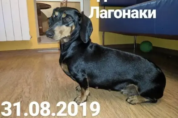 Найдена собака в горах Краснодара!