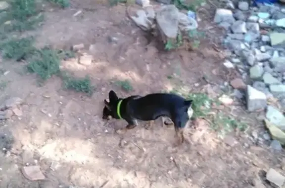 Собака с зелёным ошейником найдена у кирпичного завода в Балаково.