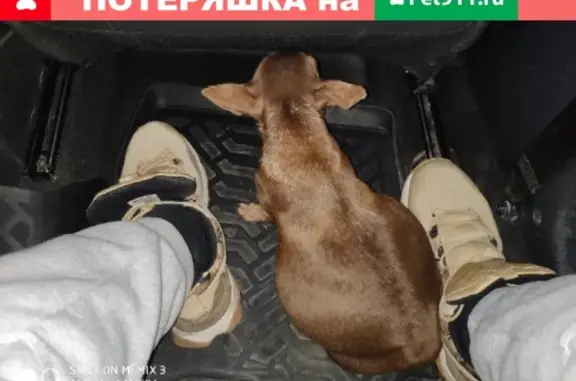 Собака нуждается в передержке в Казани