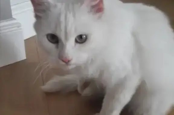 Найден белый кот (Татищева-Токарей, Екатеринбург)
