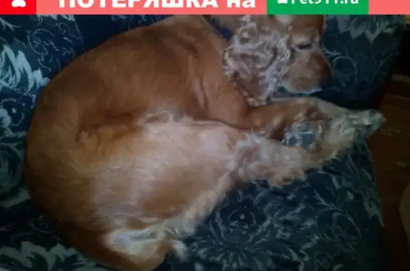 Пропала собака Чарлик на улице Партизанской в Славянске-на-Кубани