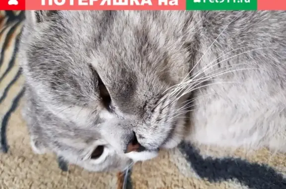 Пропал вислоухий кот в Тимирязево