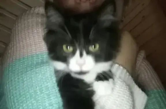 Кошки потеряшки, Ижевск, фото: Потеряшка кошка в С/О Велес, кличка Удача, зелёный ошейник!