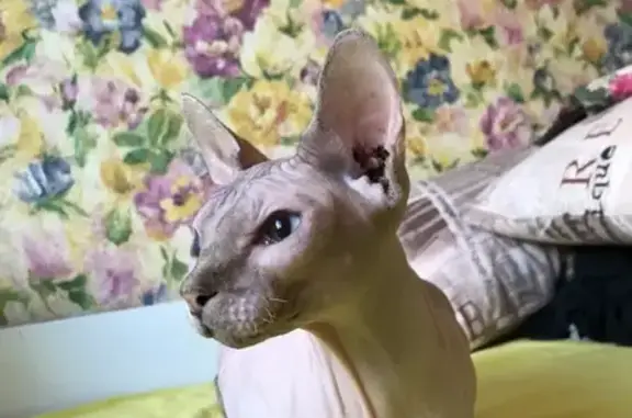 Найдена кошка, Краснодар, фото: Найдена кошка Сфинкс в Краснодаре на ул. Станкостроительной, 18