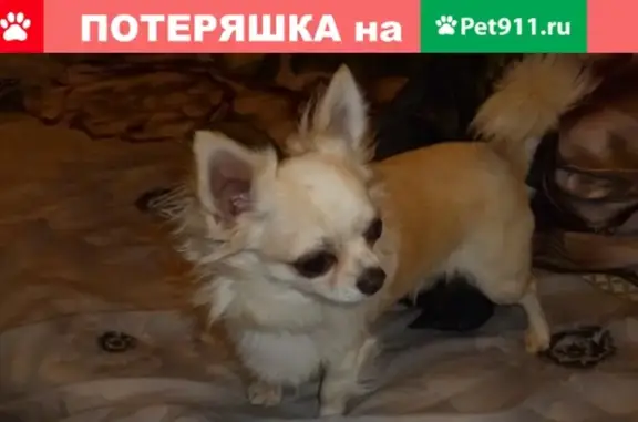 Найдена собака в Электроуглях, Московская область