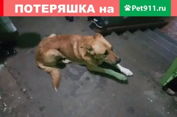 Найдена собака на Народной ул. в Санкт-Петербурге
