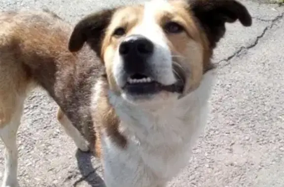 Найден рыже-белый пес в Ульяновске.