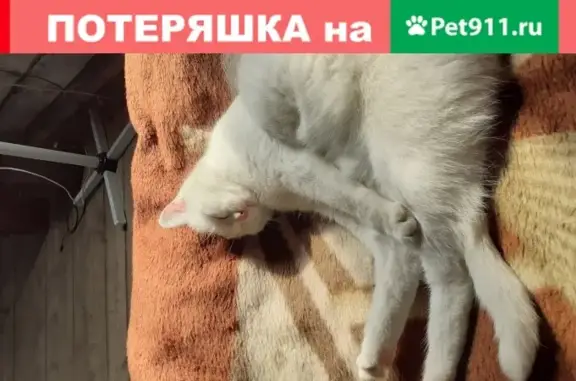 Пропала белая кошка на ул. Брусничной, Улан-Удэ