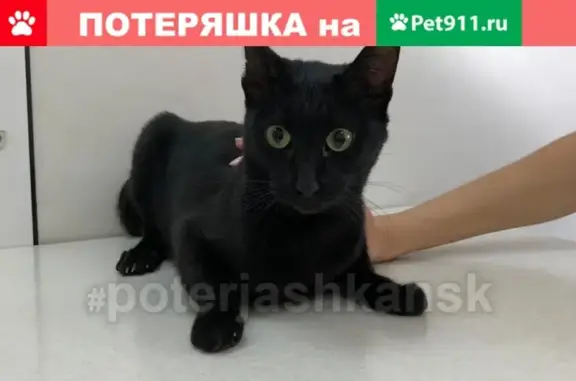 Найдена кошка по ул. Кирова 327