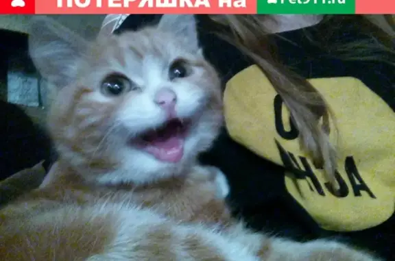 Найдена кошка рядом с Фитисово, Омск
