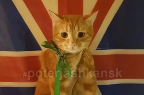 Объявления о пропавших и найденных животных, Новосибирск, фото: Пропала кошка на Ватутина в Ленинском районе