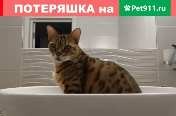 Объявления о пропавших и найденных животных, Смоленск, фото: Пропала бенгальская кошка в Смоленской области