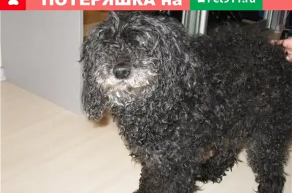 Пропала собака в Краснокаменске, нужен уход и лечение от судорог.