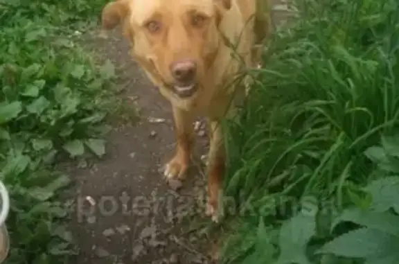 Найдена собака в Плотниково, ищем хозяина!