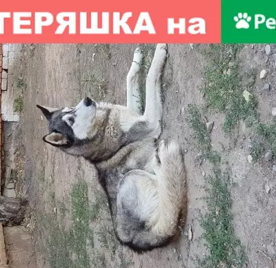 Найдена собака, Астрахань, фото: Потерян хаски в Астрахани