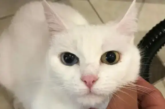 Найдена белая кошка с разными глазами в Рязани