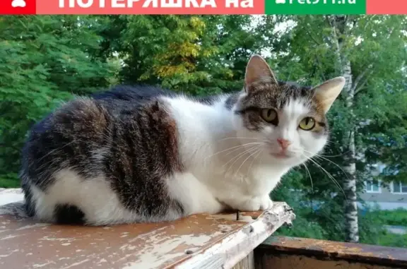 Пропала кошка на ул. Новикова в Рязани