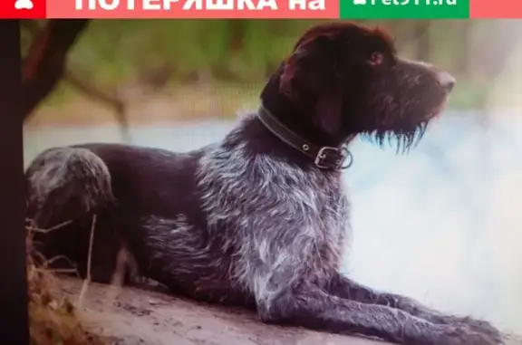 Пропала собака породы Дратхаар в Борисоглебском районе