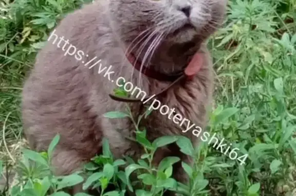 Найдена кошка в Саратове на Дачной