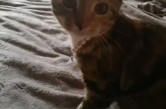 Кошки потеряшки, Санкт-Петербург, фото: Потеряшка кошка в Петроградском районе, СПб