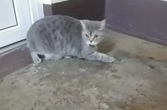 Найдена кошка в Клочков переулке, похожа на Британца