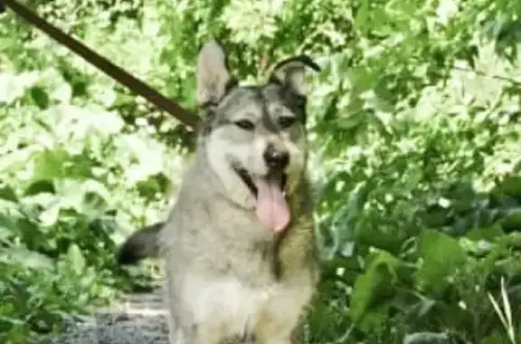 Собаки потеряшки, село Белая Колпь, фото: Потеряшка терьеристого типа в селе Белая Колпь, Московская область