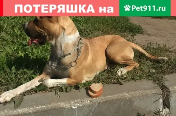 Бойцовая собака в авиастроительном районе Казани найдена