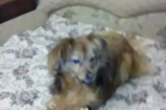 Пропала собака в деревне Стулово, порода попильон, кличка Кузя