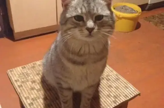 Кошки потеряшки, Москва, фото: Потеряшка кот Барсик в СНТ Введенское, Московская область