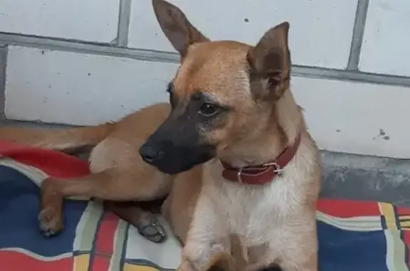 Найдена собака в Краснодарском крае, ищем хозяина!