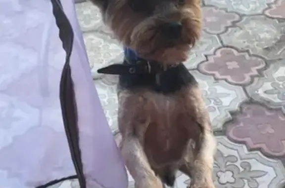 Собаки потеряшки, коттеджный посёлок Отрада, фото: Потеряшка собака в поселке Отрада, Рязанская область