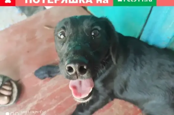 Найдена собака с шрамом в Горнале, Курская обл.