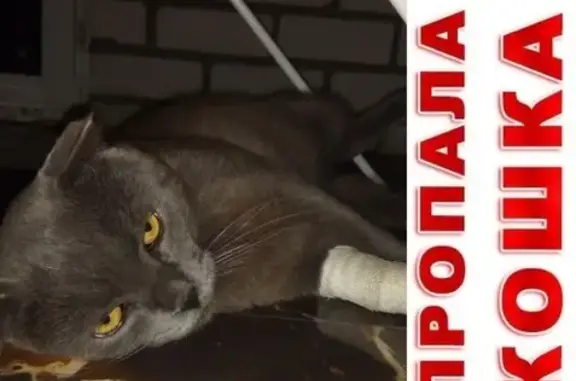 Объявления о пропавших и найденных животных, Геленджик, фото: Пропал кот Филя в Геленджике, нужна помощь!