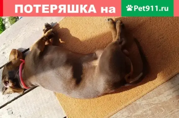 Пропала собака Бонька в Снт Озерки-1, Новосибирская область