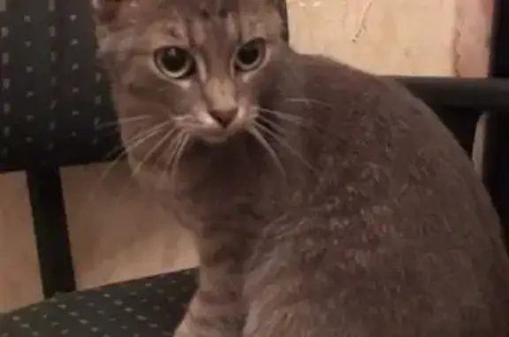 Кошка найдена на ул. Лёни Голикова в СПб